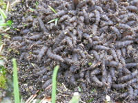 女郎蜘蛛やゲジゲジを見ると気持ち悪いと感じます 何故でしょうか 哺 Yahoo 知恵袋