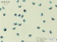 これらは それぞれどの植物の花粉でしょうか ウはマツです そ Yahoo 知恵袋