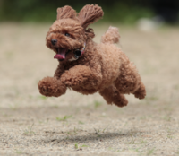 犬がうさぎみたいな走り方をします 高く飛びながら移動する感じです やっぱり腰に Yahoo 知恵袋