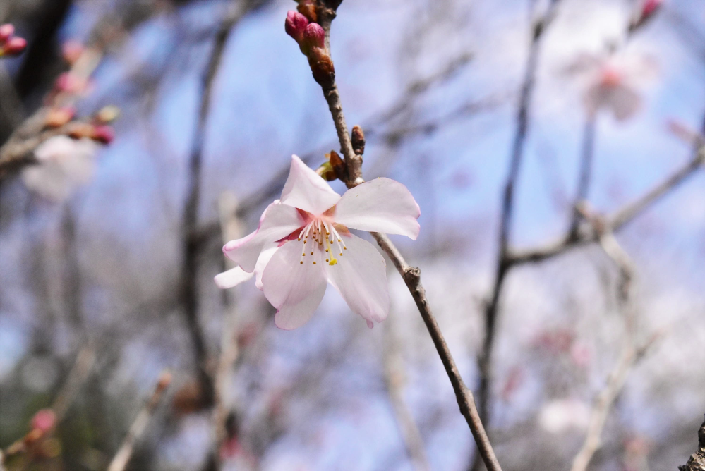 姥桜と言う桜はありますか？ - Yahoo!知恵袋