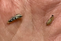 この幼虫は何の虫でしょうか ブロッコリーを湯がこうとしたら付 Yahoo 知恵袋