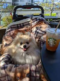 犬って隙あらば人の膝の上乗ったりほんの少し撫でただけてお腹みせるもので Yahoo 知恵袋