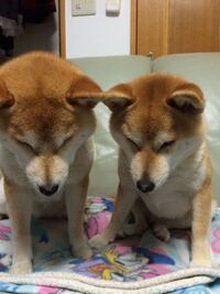 犬の相手がめんどくさいです 犬を飼い始めて1年たちました 1才2か月と Yahoo 知恵袋