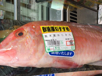 1番かっこいいと思う名前の魚を教えてください 私はヤマノカミです Yahoo 知恵袋