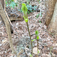 これはコシアブラですか 山に来て山菜が取れたらと思ったんですが ウルシと Yahoo 知恵袋