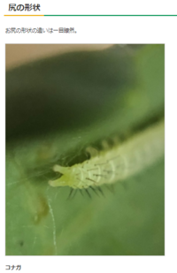 青虫かコナガか見分けがつかず どなたかお力を貸してください かぶ Yahoo 知恵袋