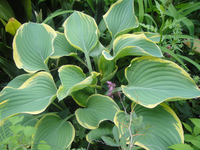 ギボウシの鉢植え /お渡し決定しました。ありがとうございました www ...