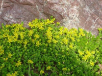 多肉植物が伸びて伸びて先に黄色の花が咲いてますこんな場合どうしたら良 Yahoo 知恵袋