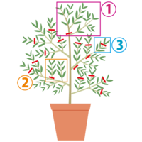 オリーブの中心の枝が切ってあるネットで小さなオリーブの苗を買ったのですが Yahoo 知恵袋