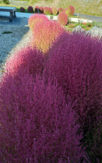 コキアを種から植えて育てています セルボックスに入れて育てている最中なのですが Yahoo 知恵袋