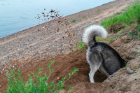 犬が 床やソファーなどを必死に掘る仕草をしますけど あれは地面 Yahoo 知恵袋