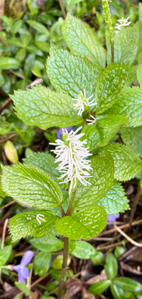 この植物はなんですか ヒトリシズカorフタリシズカht Yahoo 知恵袋