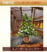 サンデーモーニングの今日の白い花の名前教えてください Yahoo 知恵袋