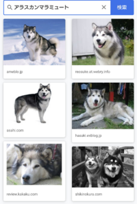 写真の太った犬の名前 犬種 を教えてくださいもともも太っているのですか 日 Yahoo 知恵袋