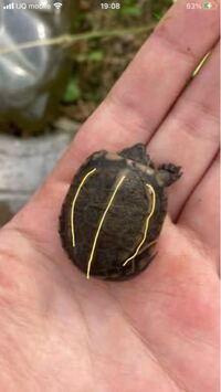 なんの亀の赤ちゃんですか これはクサガメです 甲羅に3本の Yahoo 知恵袋