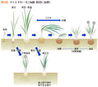 5 10現在 収穫を待っていた玉ねぎですが たいして大きくならないで Yahoo 知恵袋