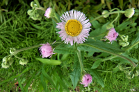 ５月の低山にあった植物です 花は白いのかピンクなのかよく分かりません Yahoo 知恵袋