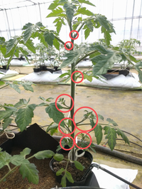 ミニトマトの主軸が 折れました 紫色のミニトマトを袋栽培で育てています ４月の Yahoo 知恵袋