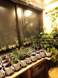 ダイソーで購入した観葉植物を育てている方へ質問です 数鉢買っ Yahoo 知恵袋