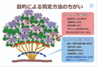紫陽花の木質化した部分って切ってもいいんでしょうか Yahoo 知恵袋