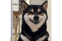 犬って吠えないことが大人しくて良いとされてますが 発声できないことでストレス Yahoo 知恵袋