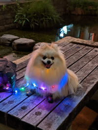 犬は毎日ドッグフードのトッピングとして煮干しを与えても大丈夫ですか Yahoo 知恵袋
