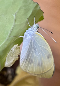 緊急です こちら 家で育ててる小松菜に黄色い オレンジ っぽい卵がついてました Yahoo 知恵袋