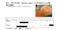 ラナンキュラスについて教えて頂きたいです 今年初めてラナンキュ Yahoo 知恵袋