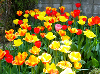 チューリップ球根私自身初めてのチューリップ生育なのですが 花首を手で落と Yahoo 知恵袋