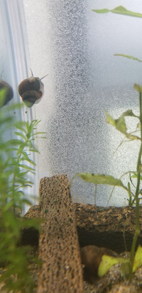 飼ってるヒメタニシに赤ちゃんが産まれて 可愛くて毎日観察してました Yahoo 知恵袋