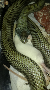 アオダイショウの給餌量について質問です 170cmほどの成体を飼 Yahoo 知恵袋