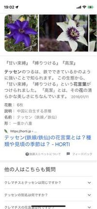 プロセカの今回イベのまふゆちゃんカードに映っているこの花が何かわかり Yahoo 知恵袋