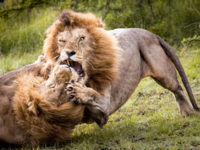 シマウマはライオンよりはるかに体格に優れ 群れで暮らしているのですから 襲 Yahoo 知恵袋