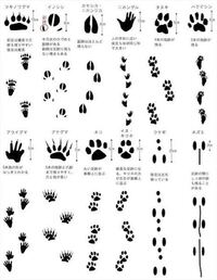 畑に足跡が これはどなたの足跡でしょうか モグラ カラス スズメはよく来てます Yahoo 知恵袋