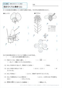 明日 中間テストなのですが理科のワークや教科書類を持って帰って来るのを忘 Yahoo 知恵袋