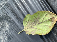 最近ナスの葉が落ちてしまいます 葉が写真のように黄色く 茶色いです Yahoo 知恵袋