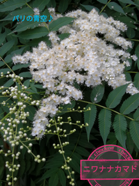 最近都内の住宅地や公園で咲いている 樹高２m50cm位でナナカマドに似た白い Yahoo 知恵袋
