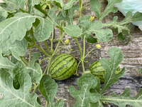 スイカ栽培 同じ子蔓の近距離に2つ実がついた場合について 同じ Yahoo 知恵袋