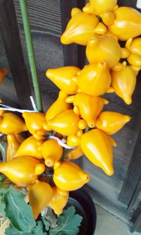 カナリアナス フォックスフェイス を自分で作ってみたく 苗を買 Yahoo 知恵袋