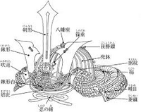 兜の部位の名称について お世話になります鉢の内部に3 4箇所で結ばれている Yahoo 知恵袋