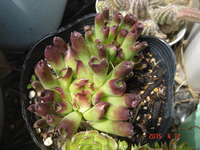 この多肉植物の名前教えてください ベンケイソウ科センぺルビウム属の Yahoo 知恵袋