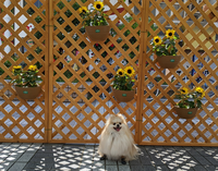 犬の名前を決めたいです 真っ白な子なので 外国語でしろいとか そういった Yahoo 知恵袋