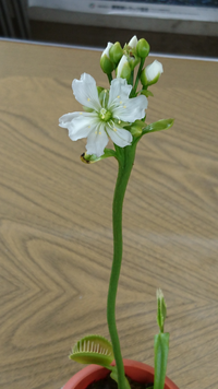 ハエトリソウとサボテンの短毛丸ではどちらが花が綺麗ですか 種類も花の形も Yahoo 知恵袋