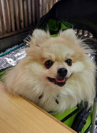 犬が人の足元におもちゃを持ってきて1人で遊ぶ理由はなんでですか Yahoo 知恵袋