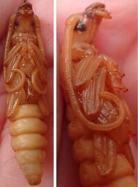 これはフジツボの中身なのでしょうか 中身がこれだとしたら貝から出てくること Yahoo 知恵袋