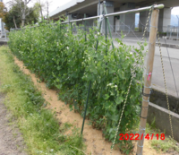 家庭菜園でのきゅうりの連作はまずいでしょうか きゅうりが取れなくなったので同じ Yahoo 知恵袋