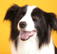 イギリスの犬で 黒と白で羊を追いかけている中型の犬はなんという犬ですか Yahoo 知恵袋