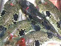 釣りをすると小さいクサフグがよく釣れます釣れても海に返しますがでも Yahoo 知恵袋