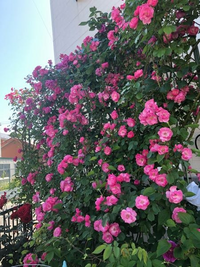 四季咲きつる薔薇ポンポネッラの夏剪定の仕方がわかりません ネットで調 Yahoo 知恵袋