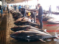 青森県の県の魚は何ですか 青森県の県の魚はヒラメです Yahoo 知恵袋